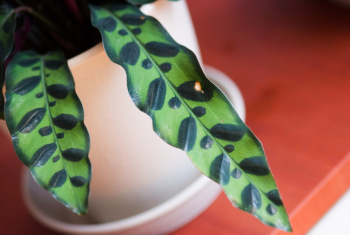 칼라데아 인시그니스 - rattle snake plant, Calathea insignis