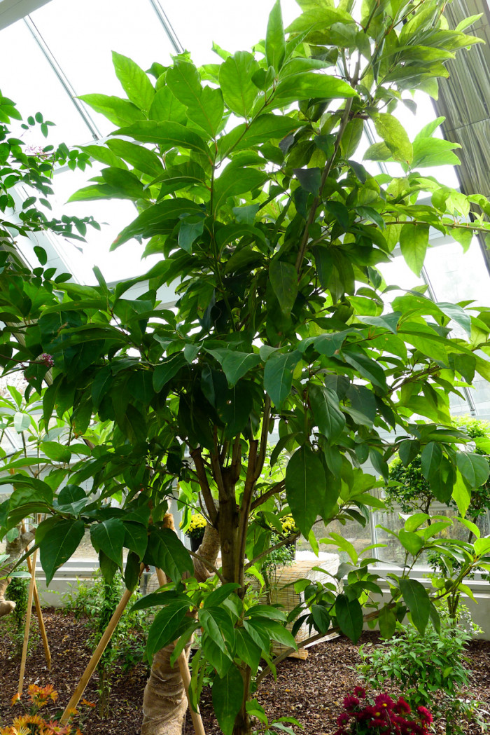 씨타렉시룸 - Citharexylum spinosum