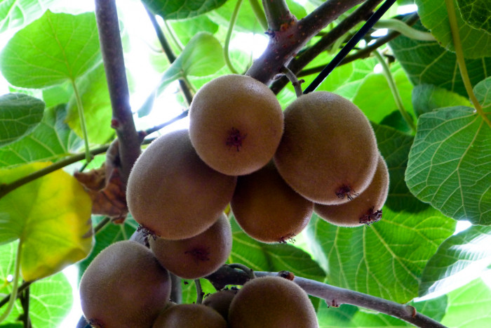 양다래 - Actinidia deliciosa (A. Chev.) C. F. Liang & A. R. Ferguson
