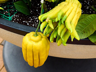 불수감 사진 - Citrus medica var sarcodactylis Photos