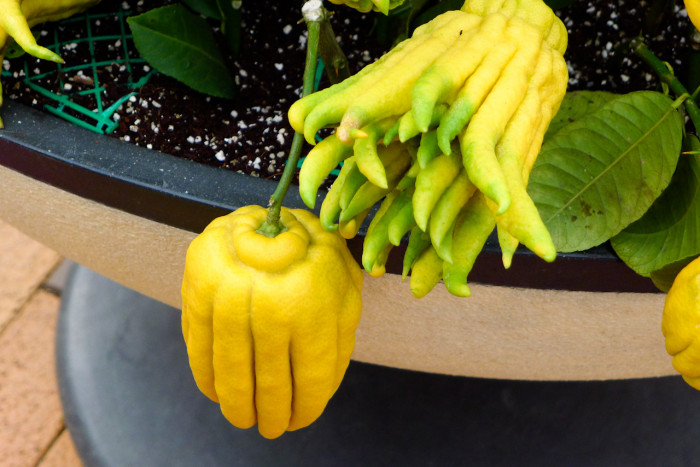불수감 - fingered citron, Citrus medica var sarcodactylis