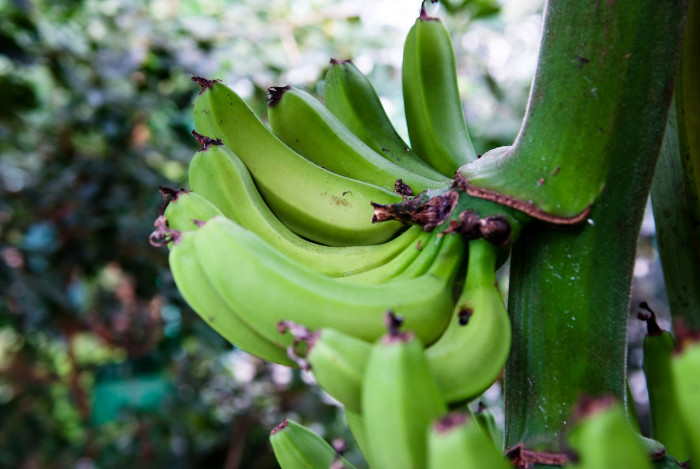 바나나나무 - Banana, Musa paradisiaca L.