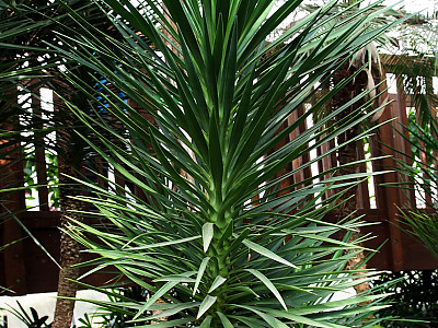 천수란 사진 - Yucca aloifolia L. Photos