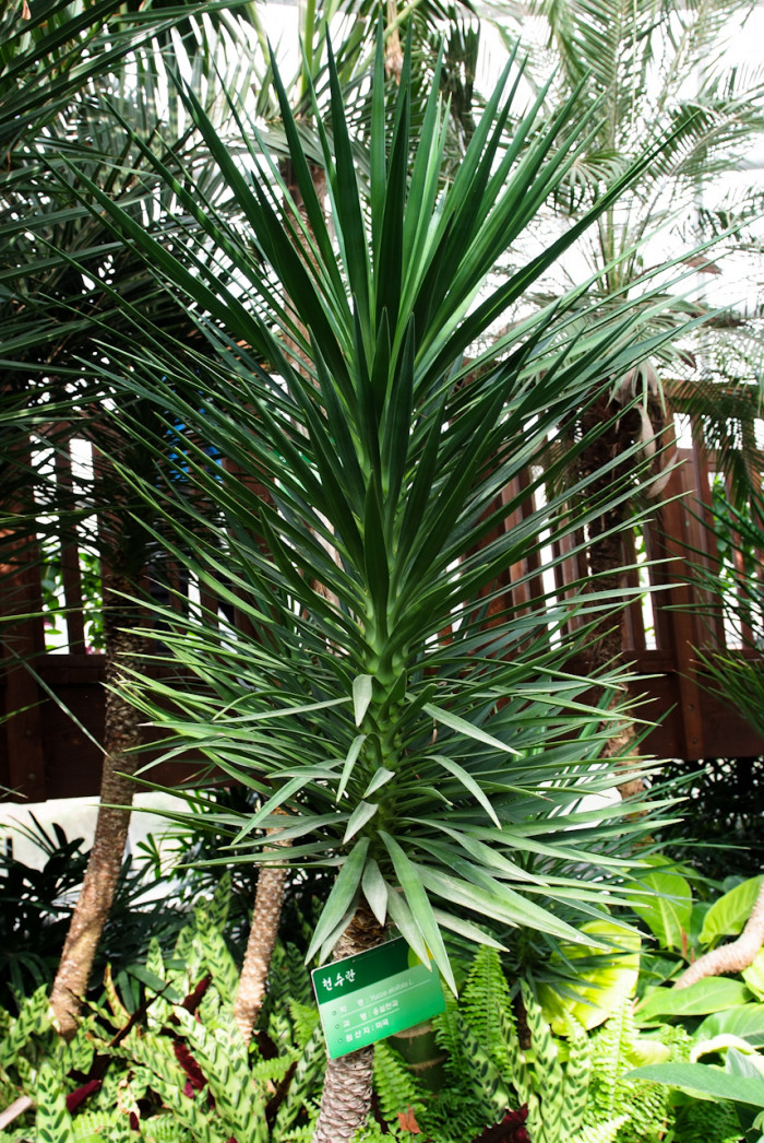 천수란 - Yucca aloifolia L.