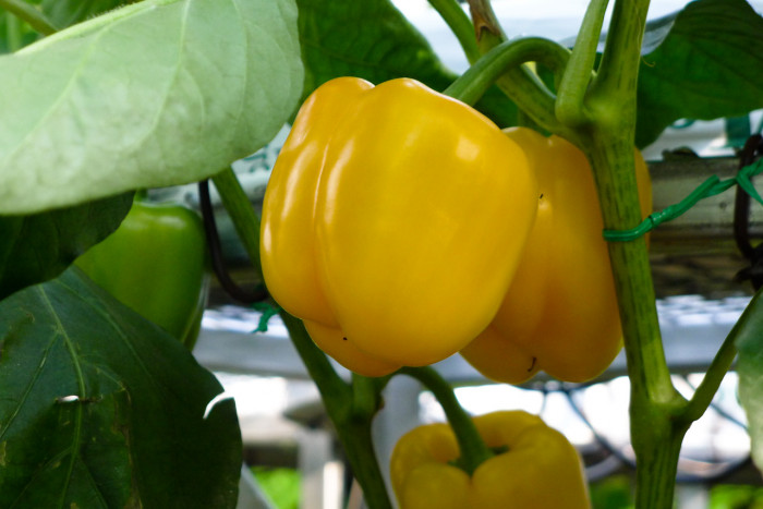 피망 - sweet pepper, pimenta, bell pepper, pimento, Capsicum annuum L. var. angulosum Mill