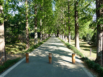 메타세콰이아 사진 - Metasequoia glyptostroboides Hu & Cheng Photos