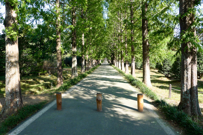메타세콰이아 - Dawn Redwood, Metasequoia glyptostroboides Hu & Cheng