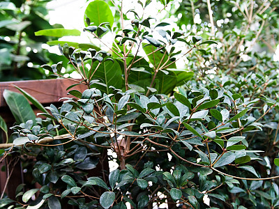 후피향나무 사진 - Ternstroemia gymnanthera (Wight & Arn.) Sprague Photos