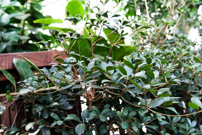 후피향나무 - Ternstroemia gymnanthera (Wight & Arn.) Sprague