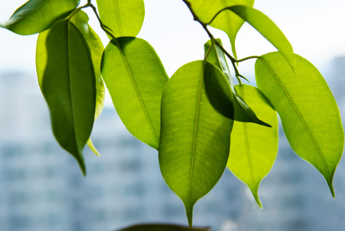 벤자민고무나무 - weeping fig, benjamin fig, Ficus tree, Ficus benjamina L.