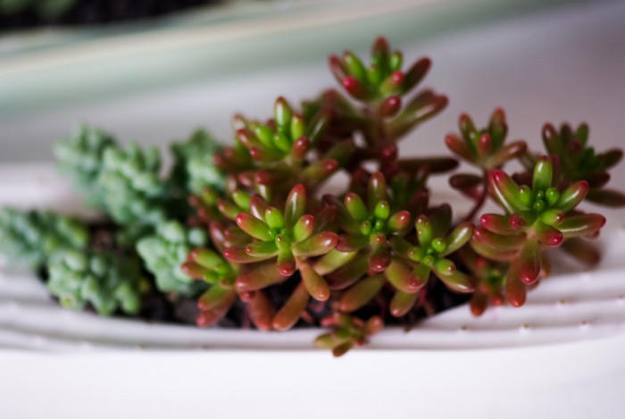 홍옥 - Sedum Rubroinctum