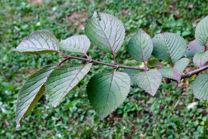불두화 - Snowball tree, Viburnum opulus for. hydrangeoides (Nakai) Hara