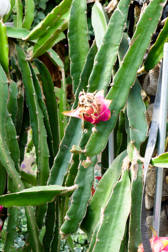 용과 - Dragon Fruit, Hylocereus Undatus