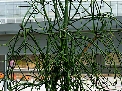 녹산호 사진 - Euphorbia Tirucalli f. variegata Photos