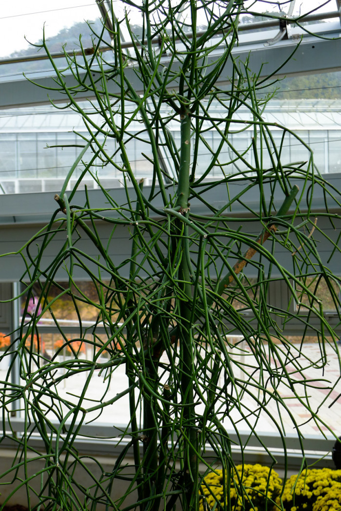 녹산호 - Milkbush, pencil tree, Euphorbia Tirucalli f. variegata