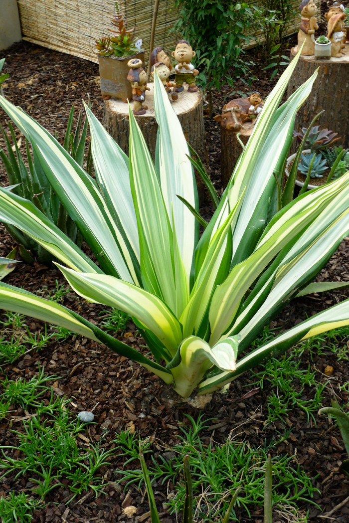 후르크레아 - furcraea, Furcraea foetida cv Striata