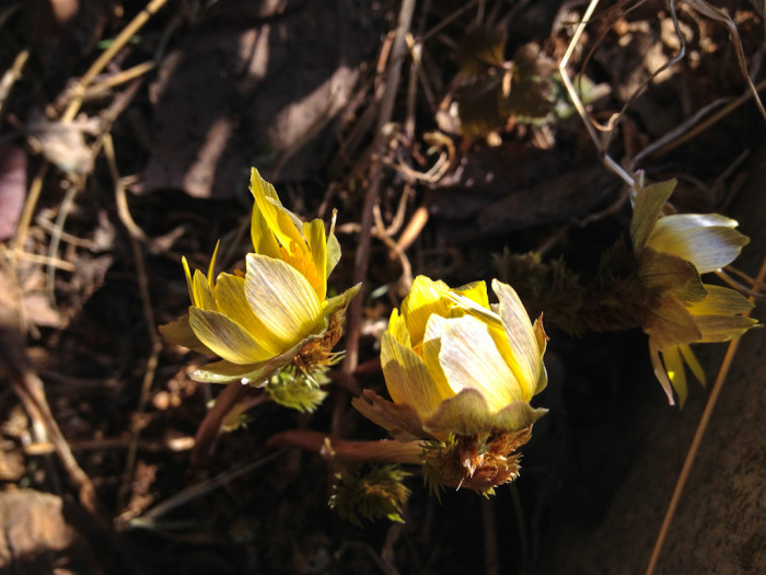 복수초 - Adonis amurensis