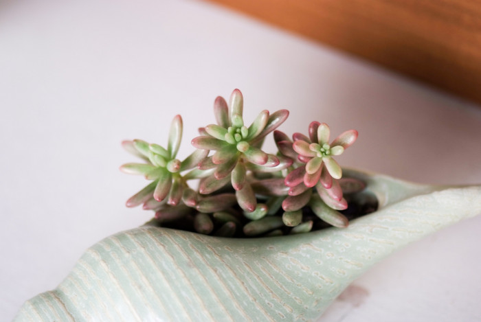 오로라 - Sedum Rubrotinctum cv. Aurora