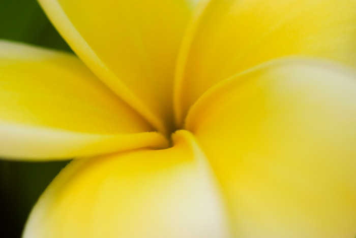 러브하와이 - Flumeria, Plumeria Alba