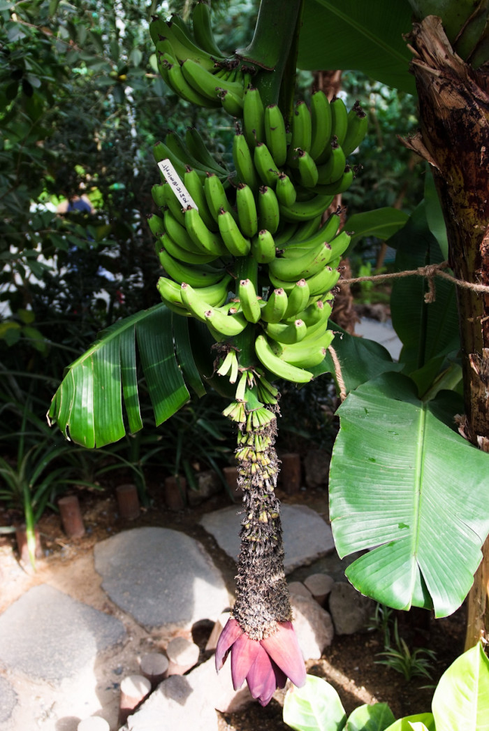 바나나나무 - Banana, Musa paradisiaca L.