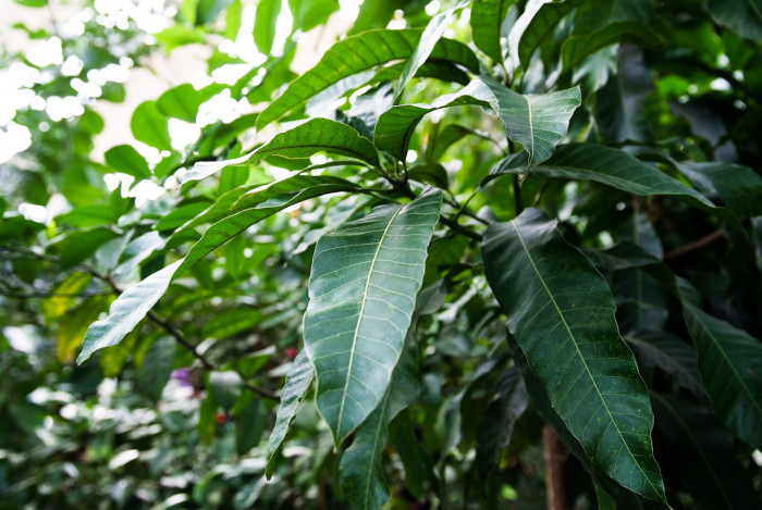 망고 - mango, Mangifera indica L. 