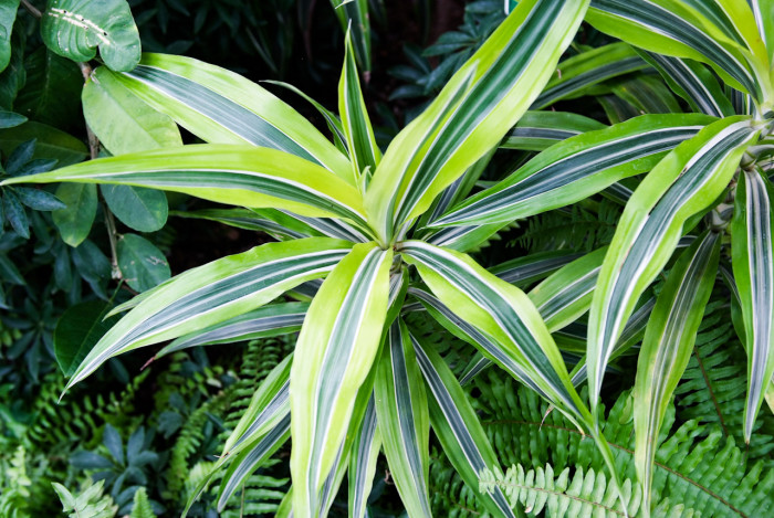 드라세나 레몬라임 - Dracaena deremensis 