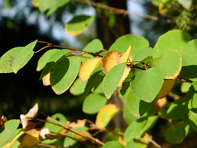 계수나무 사진 - Cercidiphyllum japonicum Photos