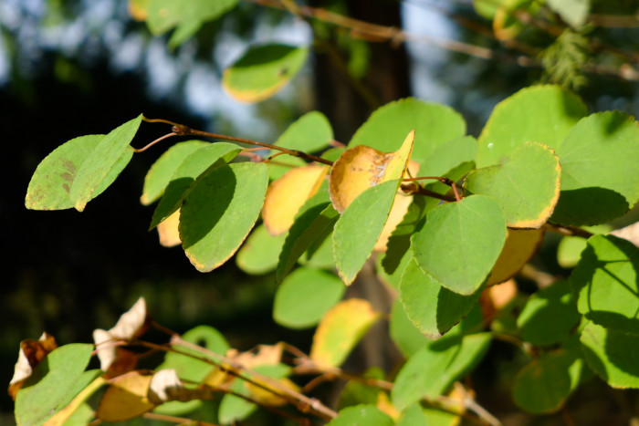 계수나무 - Cercidiphyllum japonicum