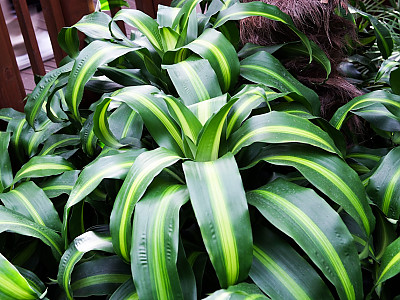 드라세나 자넷크레이그 사진 - Dracaena deremensis \'Janet Craig\' Photos