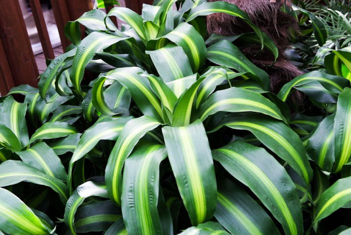 드라세나 자넷크레이그 - Janet Craig, Dracaena deremensis 