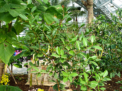 구아바 사진 - Psidium guajava Photos