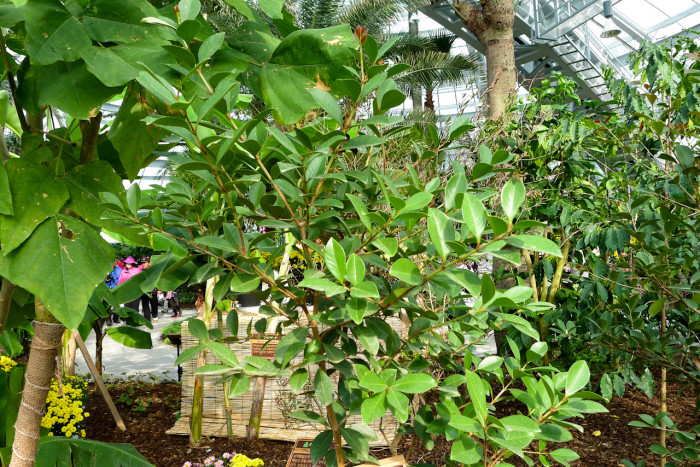 구아바 - guava, Psidium guajava