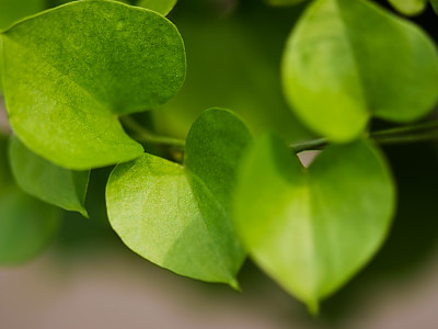 구갑룡 사진 - Dioscorea elephantipes Engl. Photos