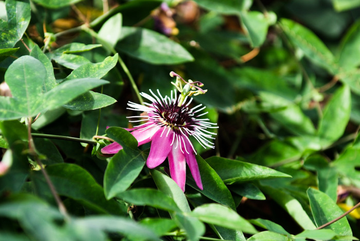 시계초 - passion flower, Passiflora caerulea