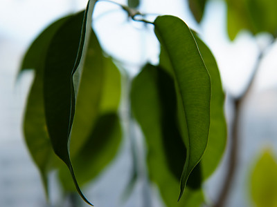 벤자민고무나무 사진 - Ficus benjamina L. Photos