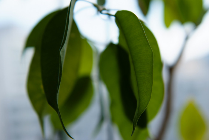 벤자민고무나무 - weeping fig, benjamin fig, Ficus tree, Ficus benjamina L.