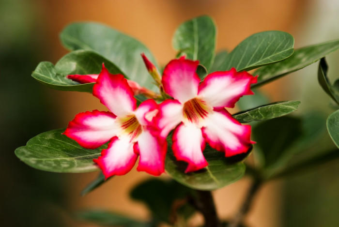 석화 - Adenium obesm, Adenium