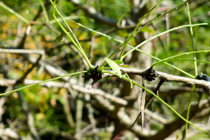 주엽나무 - Gleditsia japonica Miq.