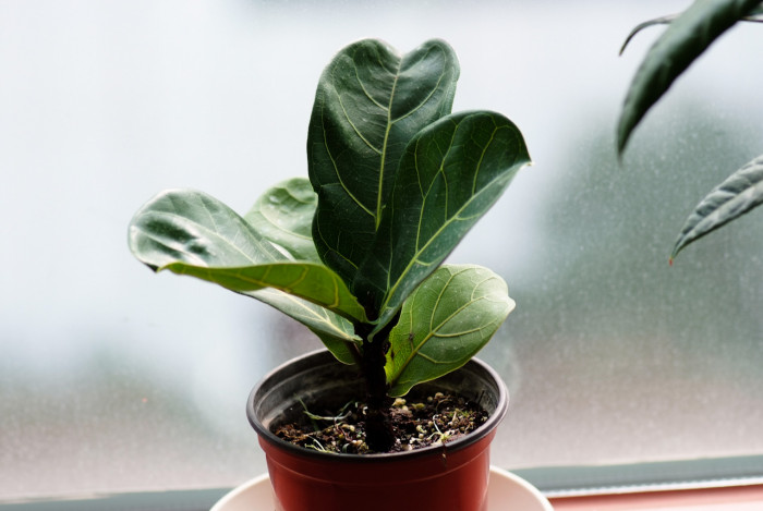 떡갈잎고무나무 - Ficus lyrata