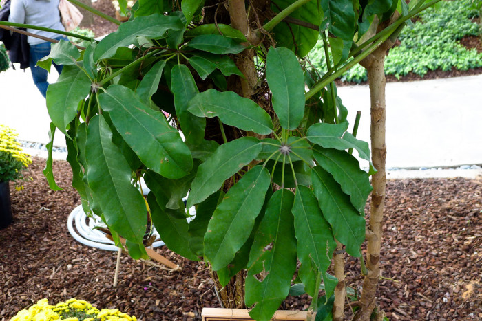 쉐프레라 악티노필라 - Schefflera actinophylia
