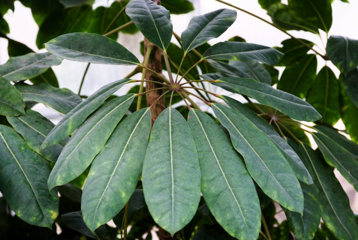 쉐프레라 악티노필라 - Schefflera actinophylia