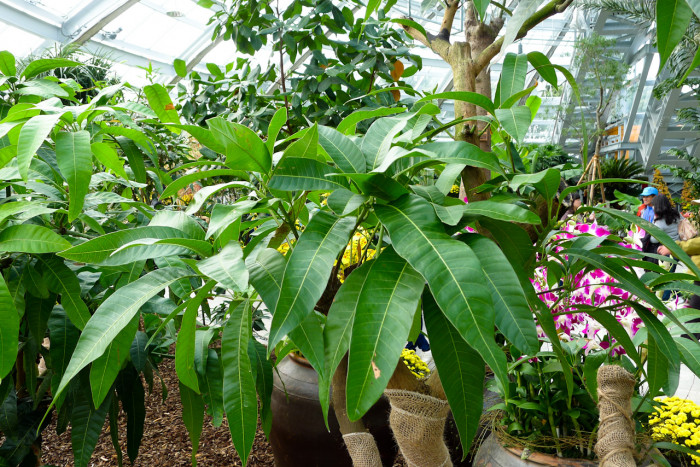 망고 - mango, Mangifera indica L. 
