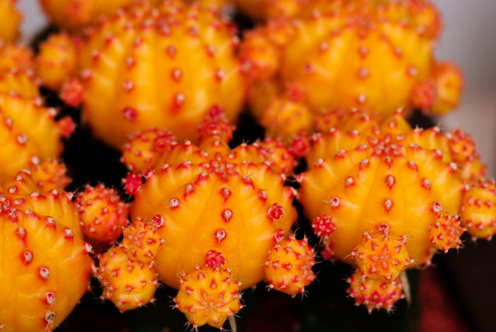 비모란금접목 - chin cactus,moon cactus, Gymnocalycium mihanovichii