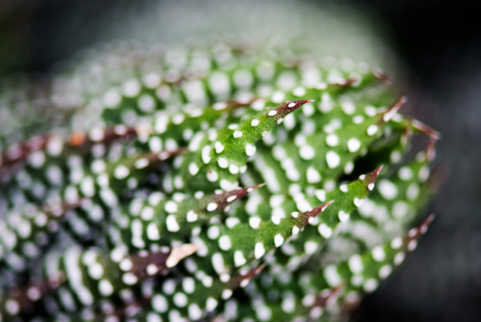 십이지권 - Haworthia fasciata (Willd) Haw.