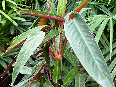 크테난테 사진 - Ctenanthe kummeriana Photos
