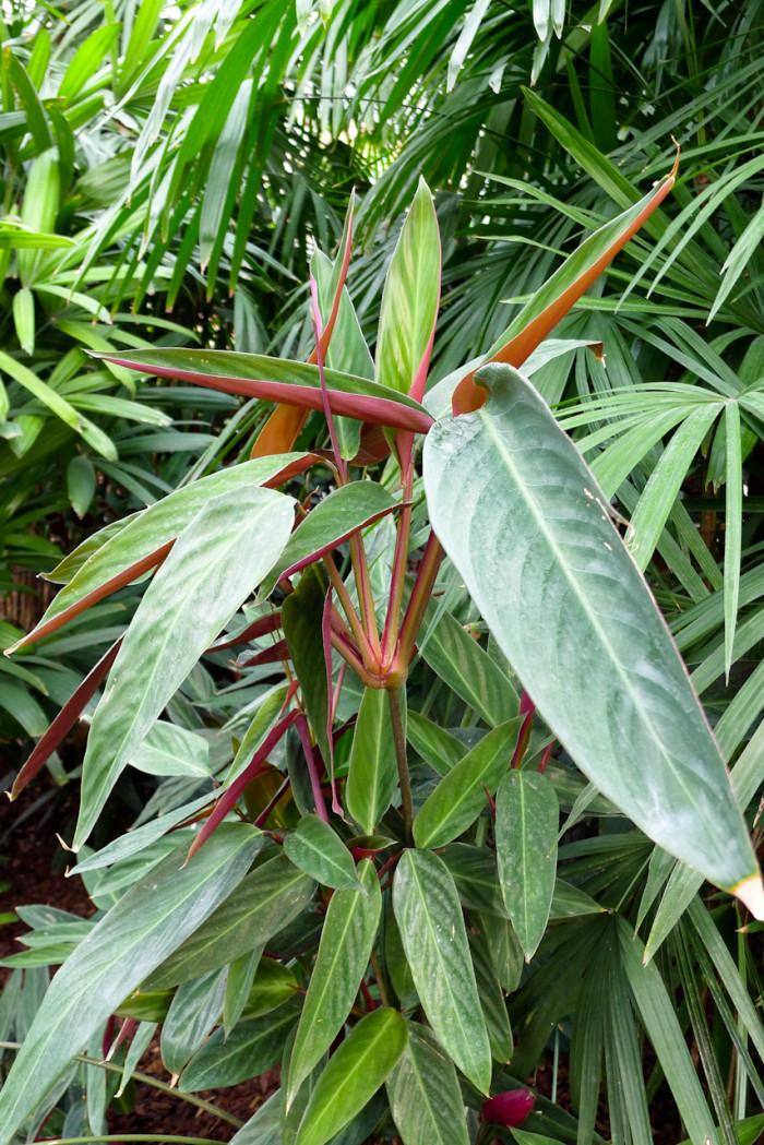 크테난테 - Ctenanthe kummeriana
