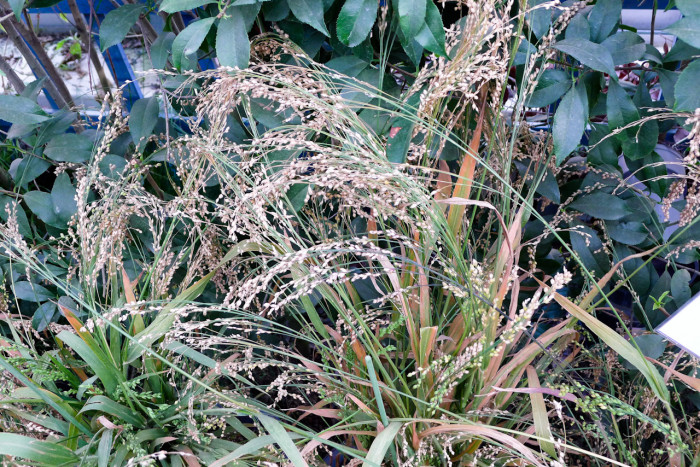기장 - MILLET IN HUSK, Panicum miliaceum L.