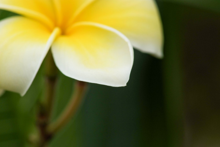 러브하와이 - Flumeria, Plumeria Alba