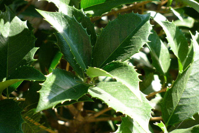 은목서 - ㅑ, Osmanthus asiaticus Lour. var. fragrans