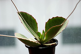 신세파라 - Kalanchoe synsepala